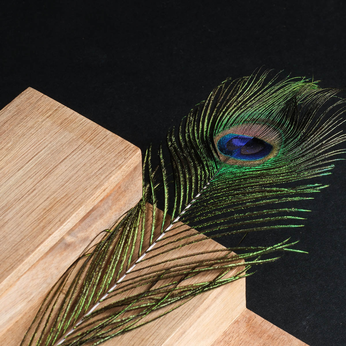 Peacock Feather Teaser Stick – Sensory Play Feather Toy